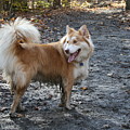 The Wonder Dog