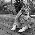 The Wonder Dog