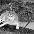 The Wonder Dog