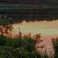 sunset heron