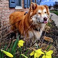 Daffodil Ducati