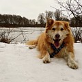 Snowy Dog at the Pond