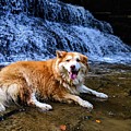 Waterfall Doggy
